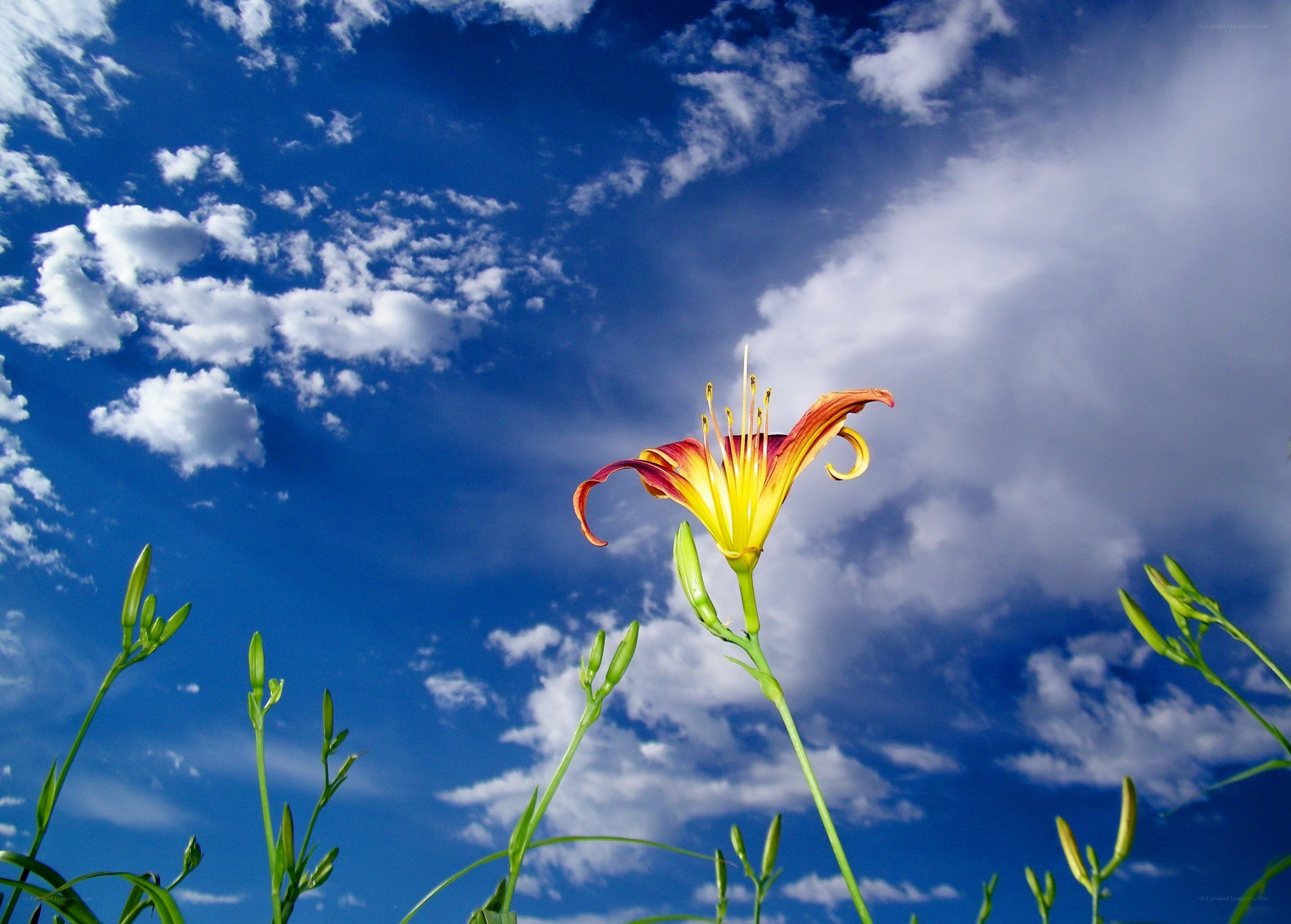 Lily against blue sky