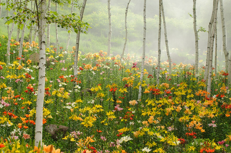 Lily Field in Forest