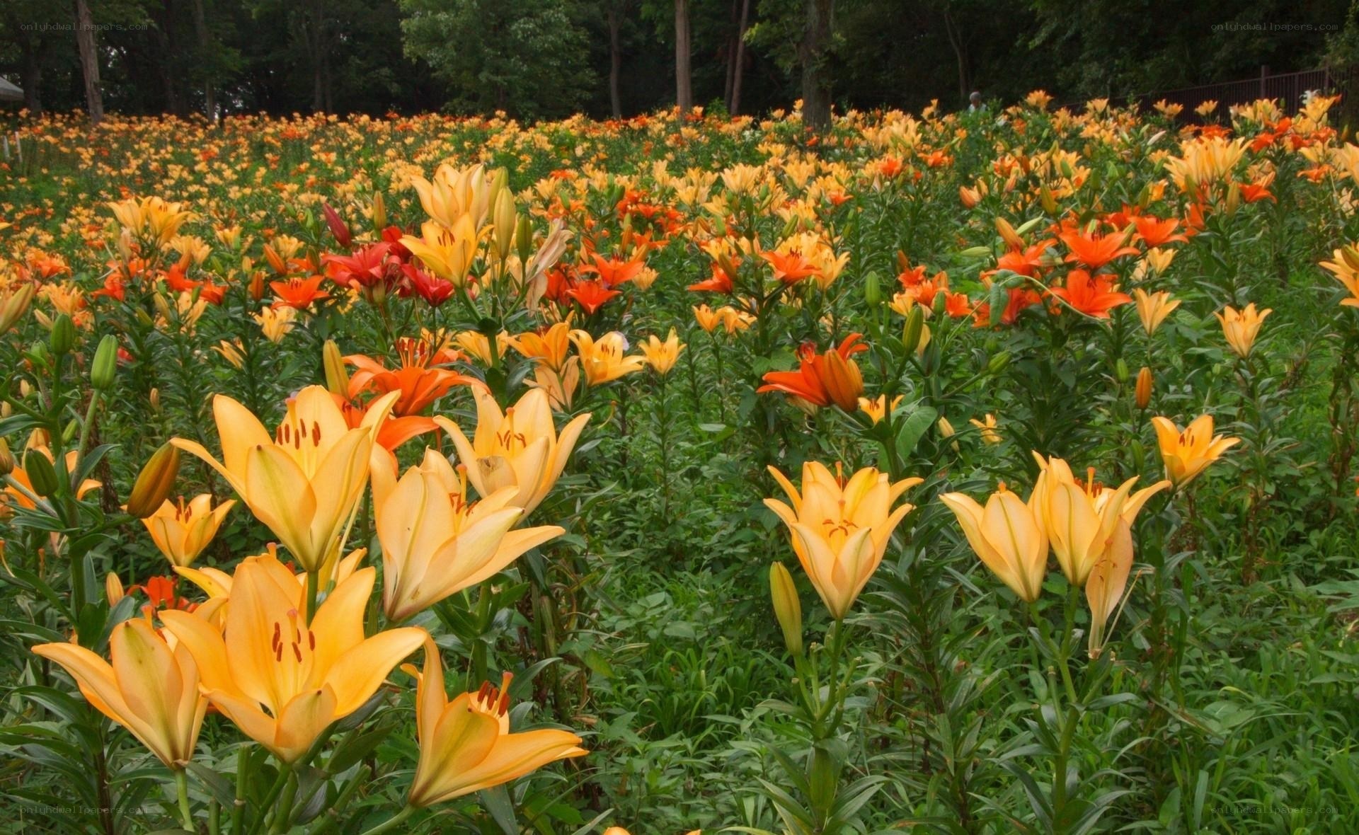 Lily field in full bloom
