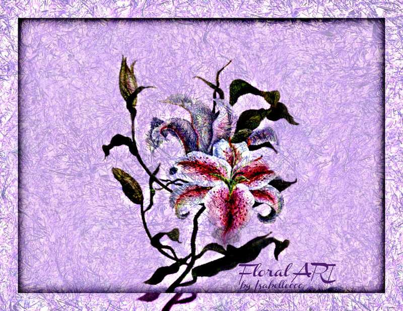 Lily Flower Illustration