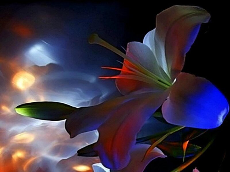 Lily Flower in Bloom