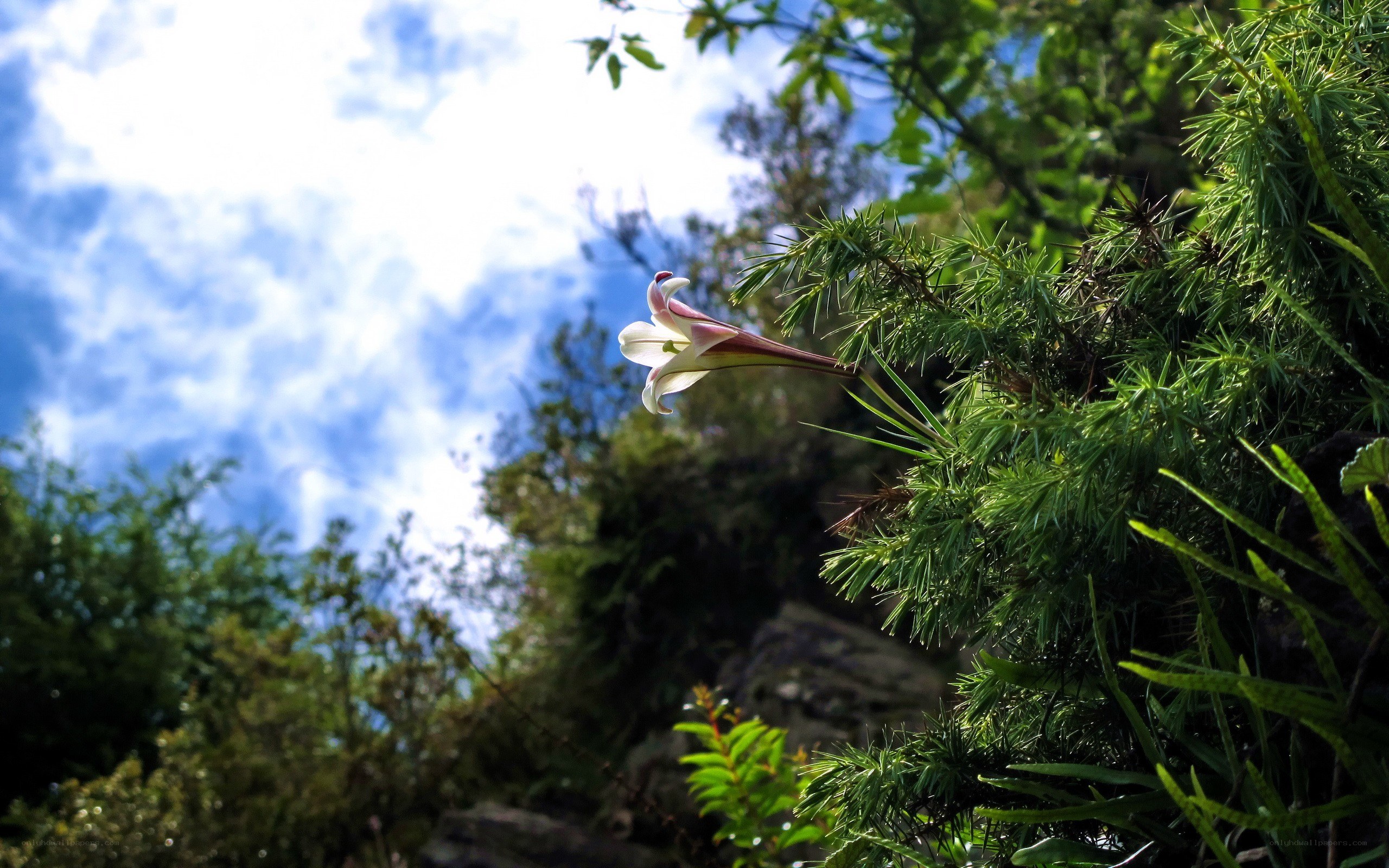 Lily flower in forest