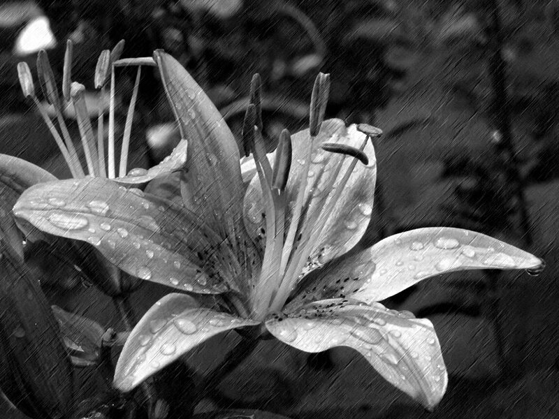 Lily Flower in Rain