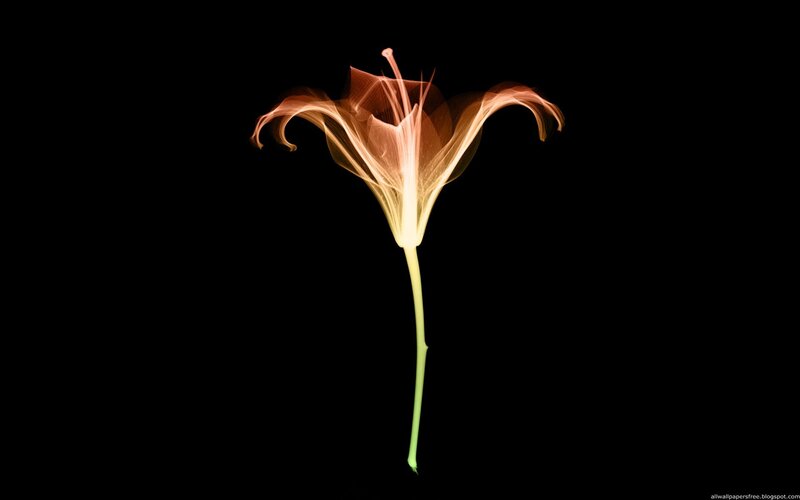 lily flower light trail