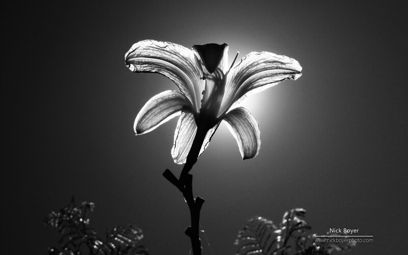 Lily Flower Silhouette