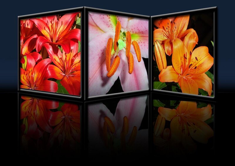 Lily flower triptych art