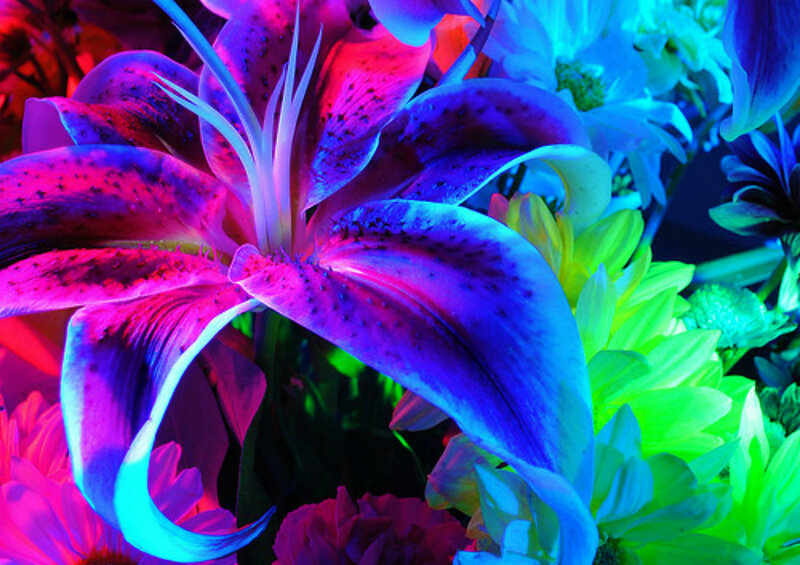 Lily Flower under Blacklight