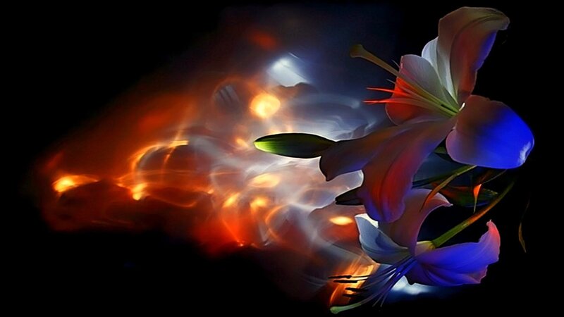 Lily Flower with Fire