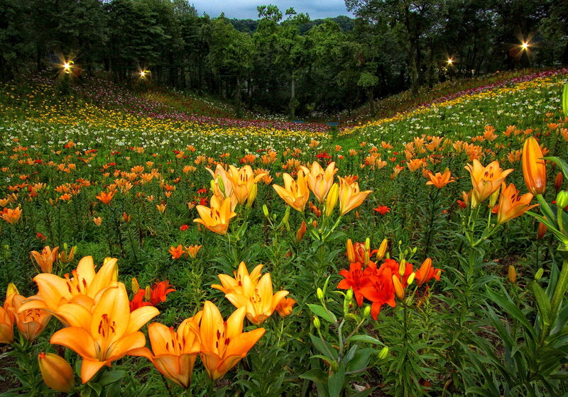 Lily Flowers in Field — Orange
