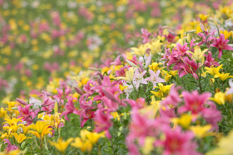 Lily Flowers in Field — Pink