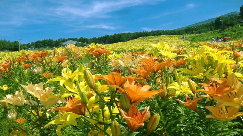 Lily Flowers in Field — Yellow