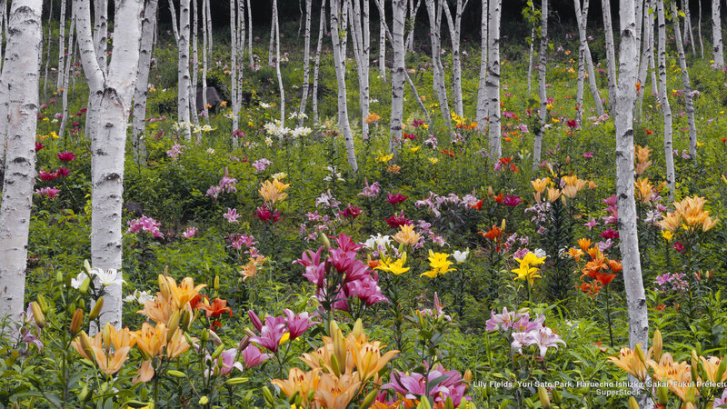 Lily Flowers in Forest