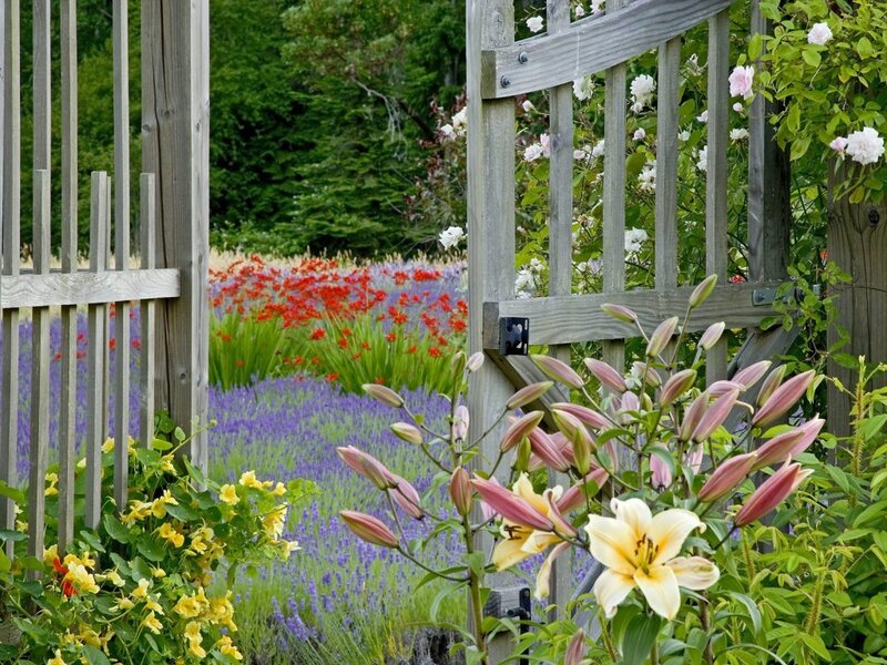Lily Flowers in Garden — Purple