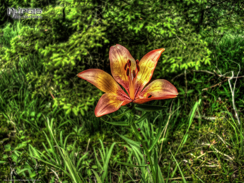Lily in a forest