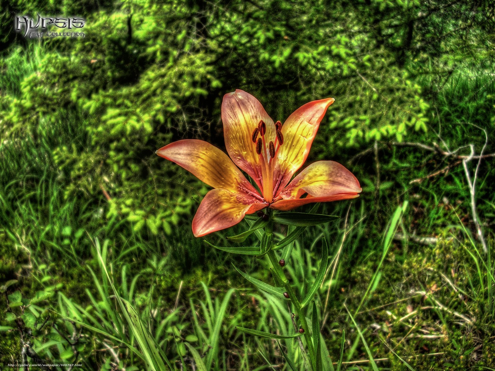 Lily in a forest