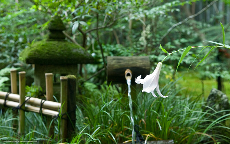 Lily in a Japanese garden