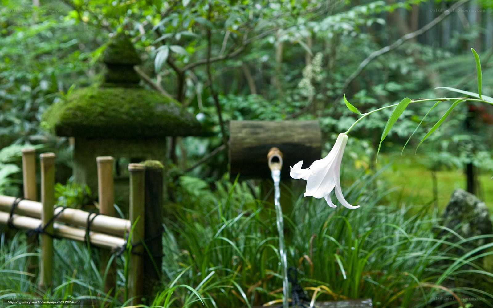 Lily in a Japanese garden