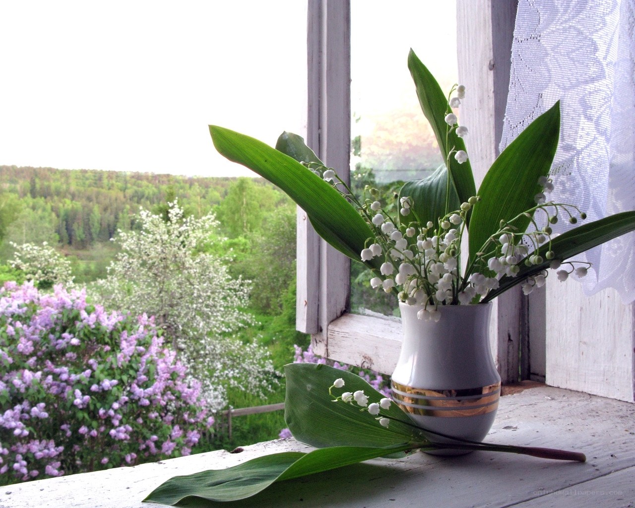 Lily of the valley by window