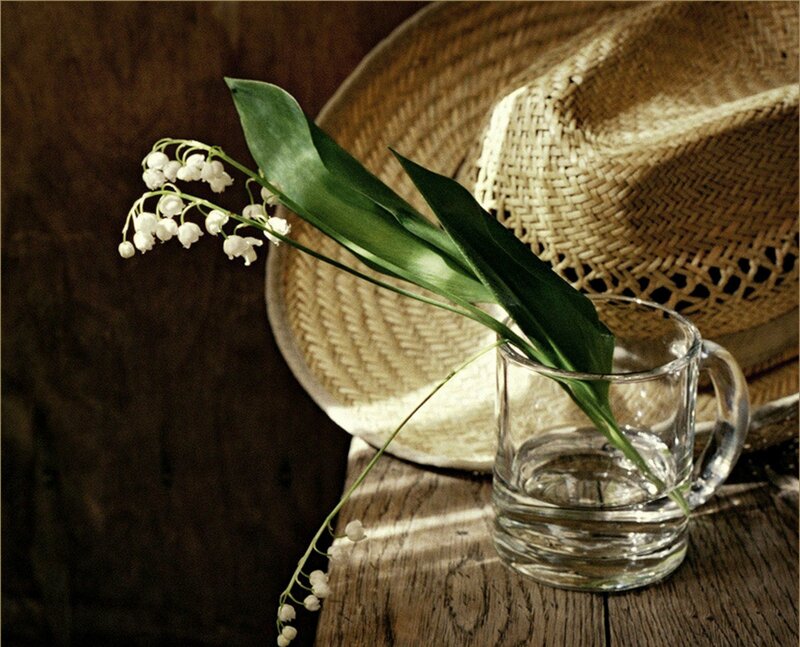 Lily of the Valley Flower — Brown