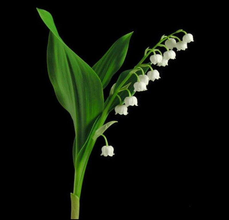 Lily of the valley flower