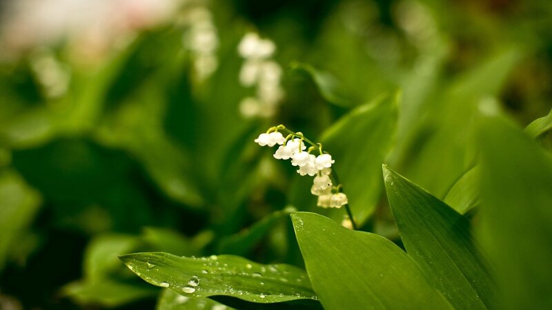 Lily of the valley flowers