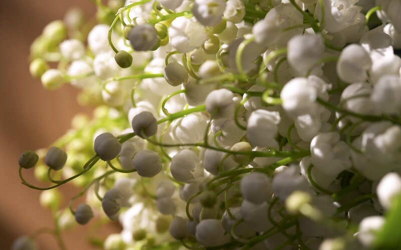 Lily of the valley flowers