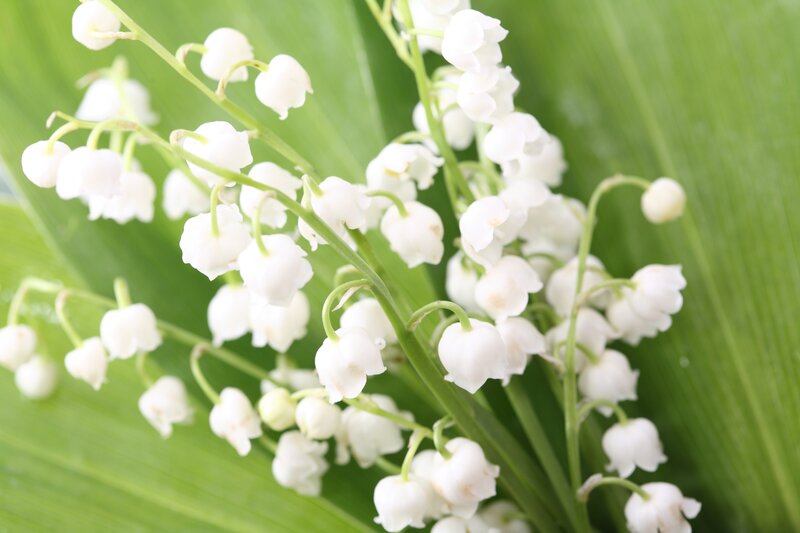 Lily of the valley flowers