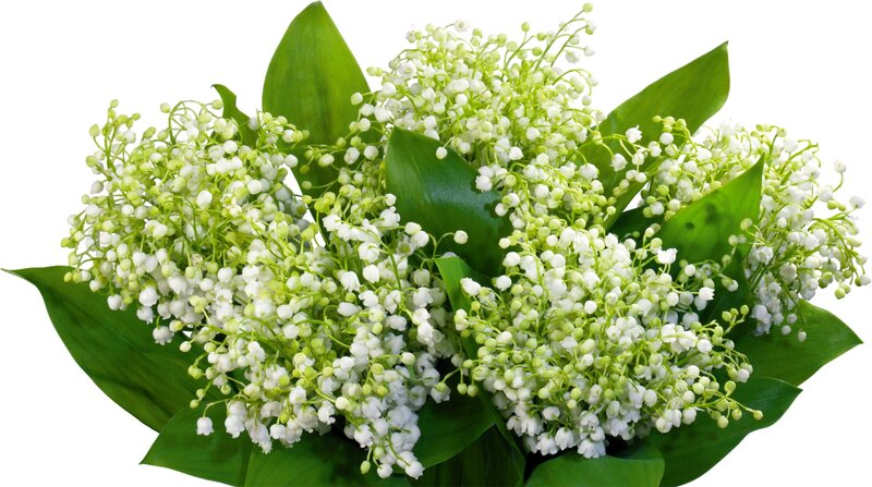 lily of the valley flowers