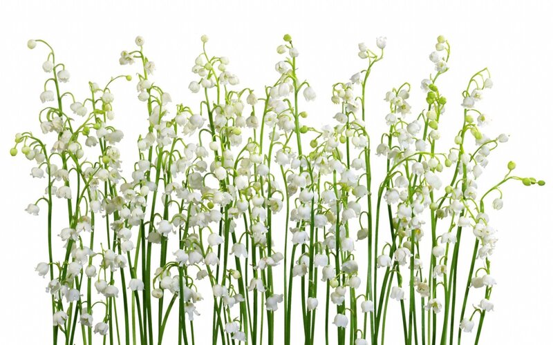 Lily of the valley flowers
