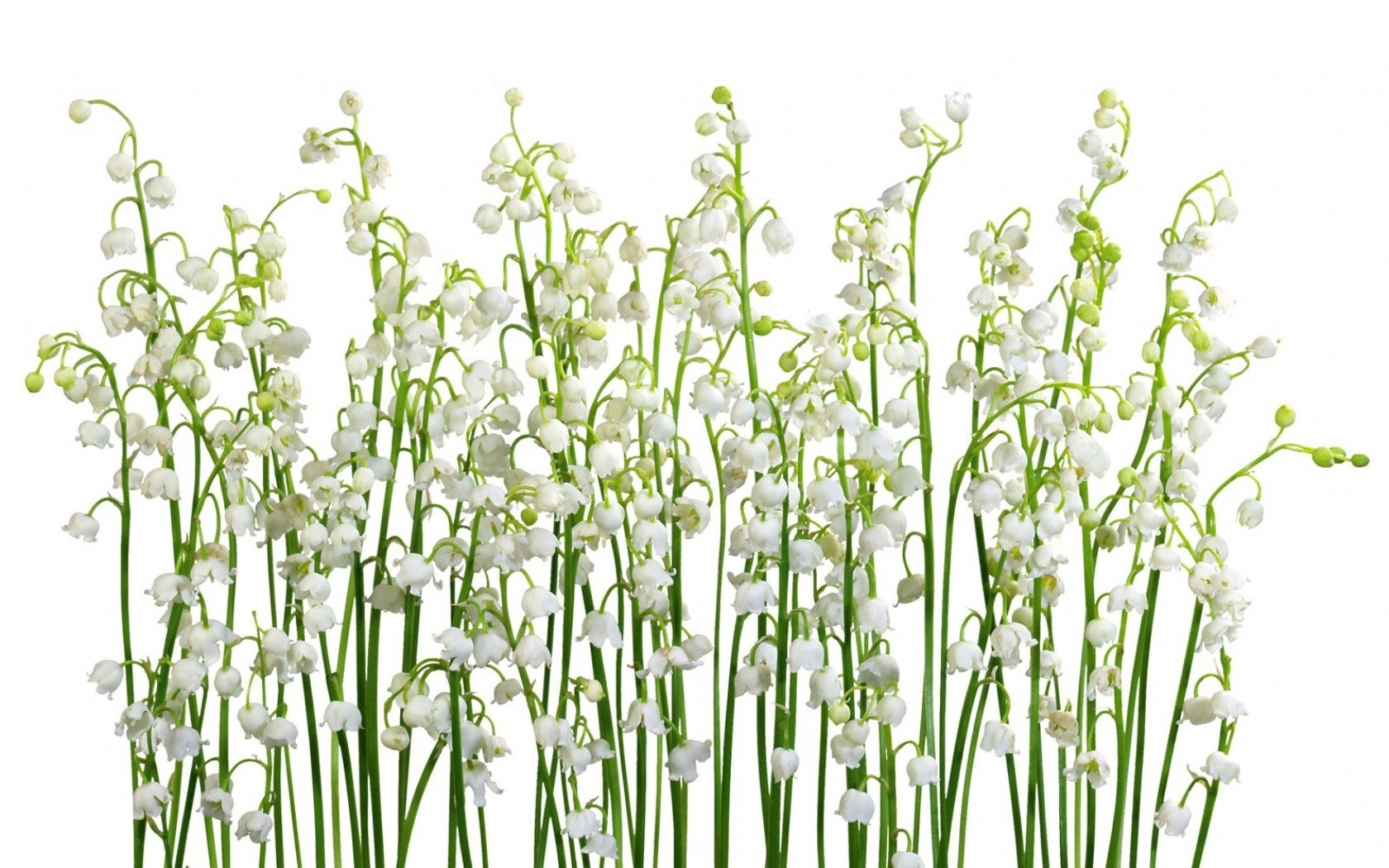 Lily of the valley flowers