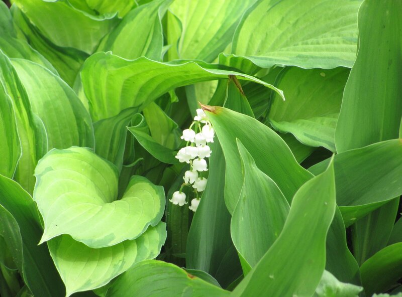 lily of the valley flowers