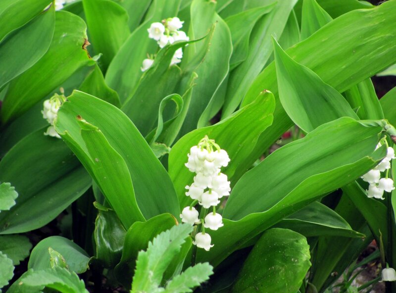 lily of the valley flowers