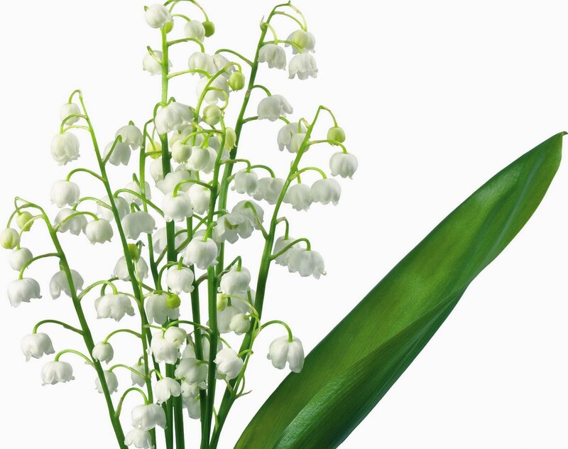 lily of the valley flowers