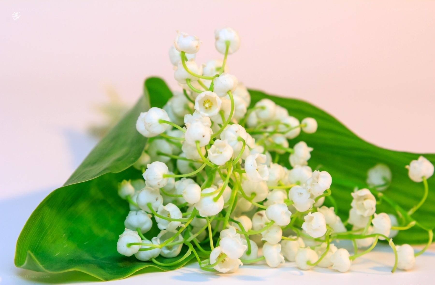 Lily of the valley flowers