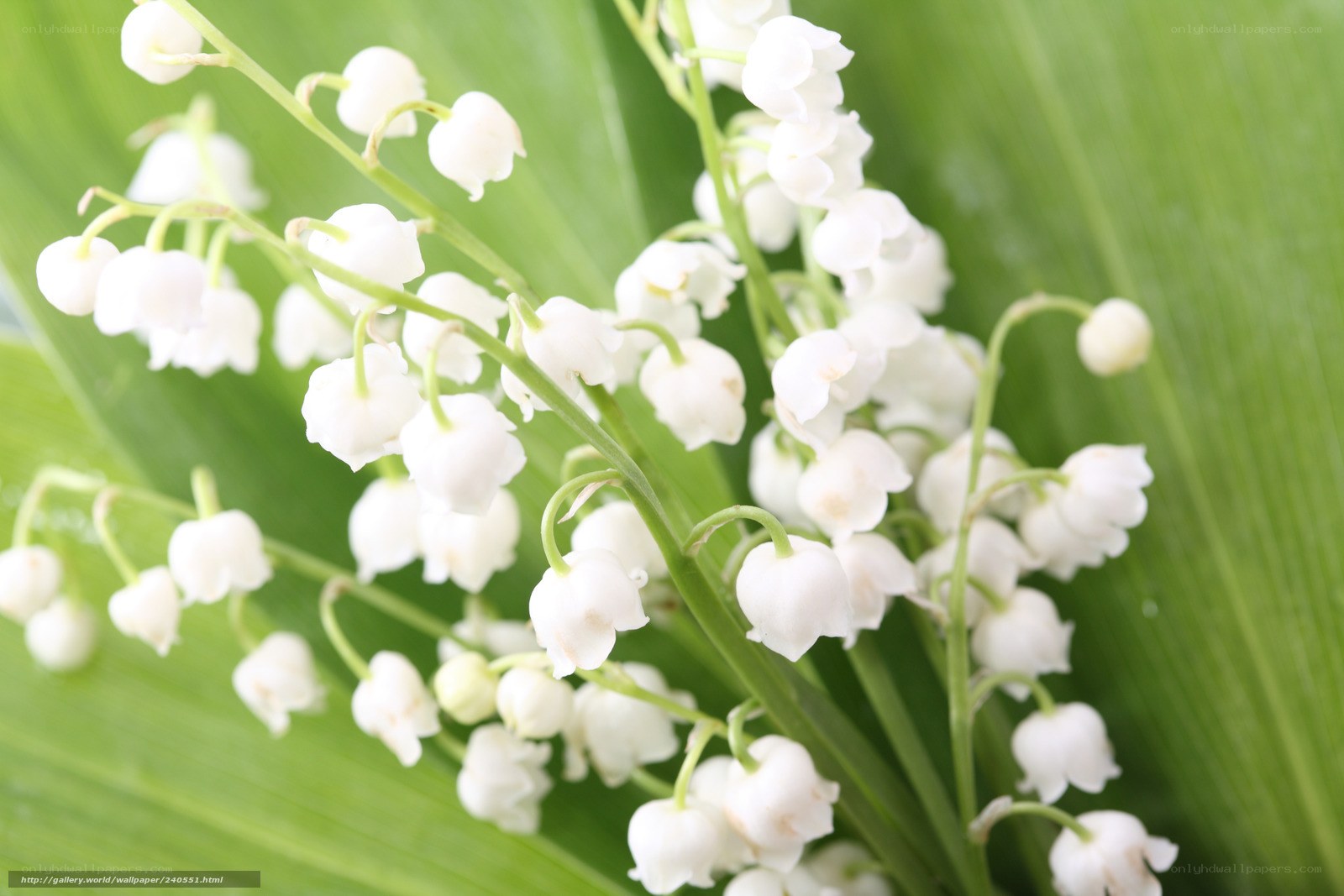 Lily of the valley flowers