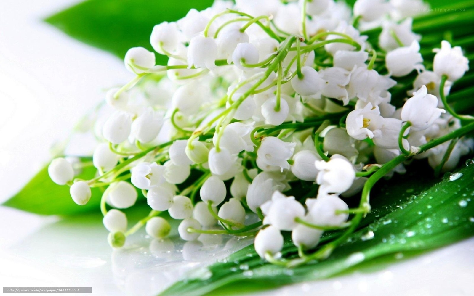 lily of the valley flowers