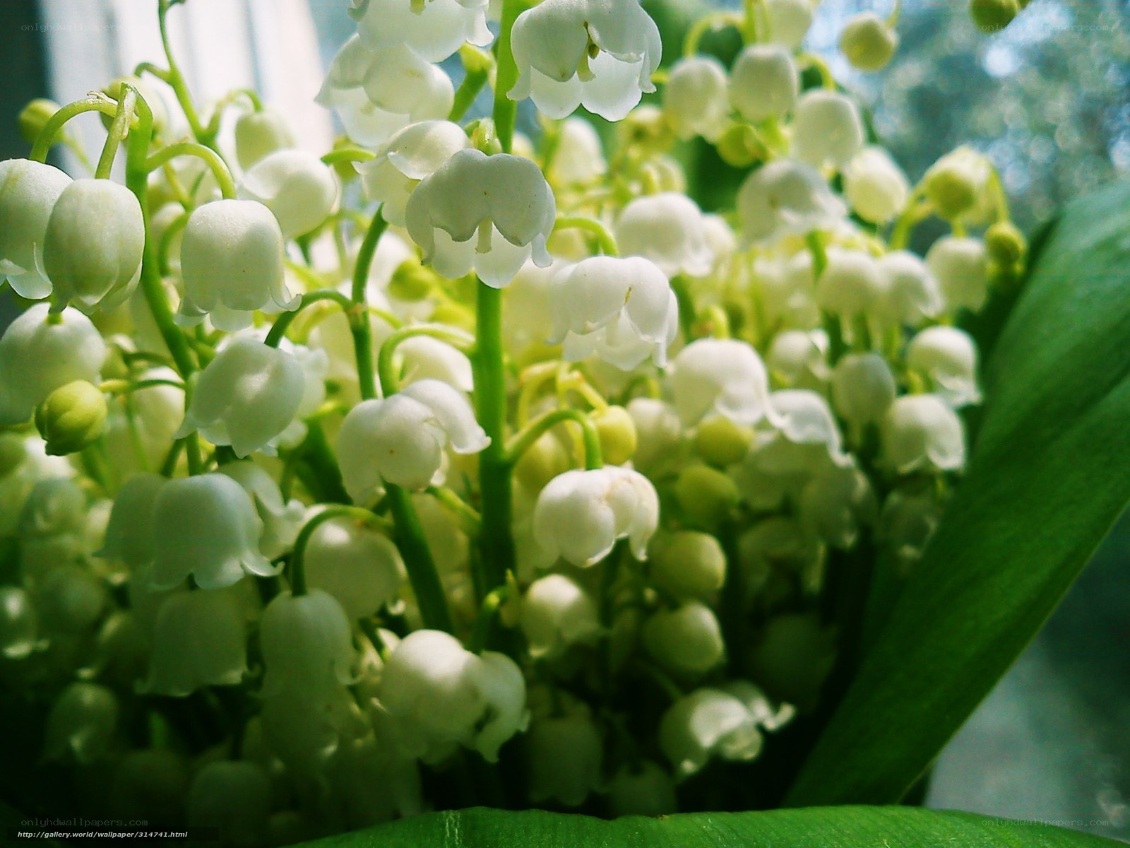 Lily of the valley flowers