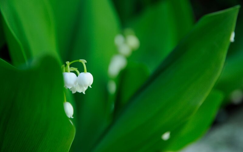 Lily of the valley flowers