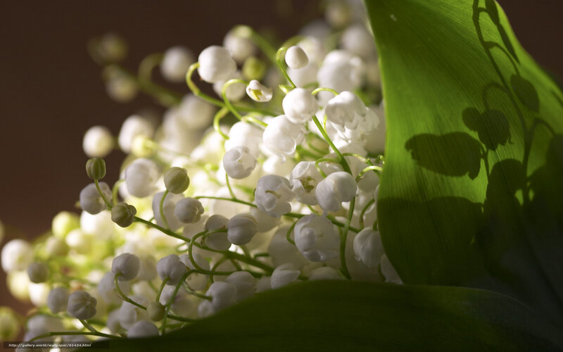 Lily of the valley flowers