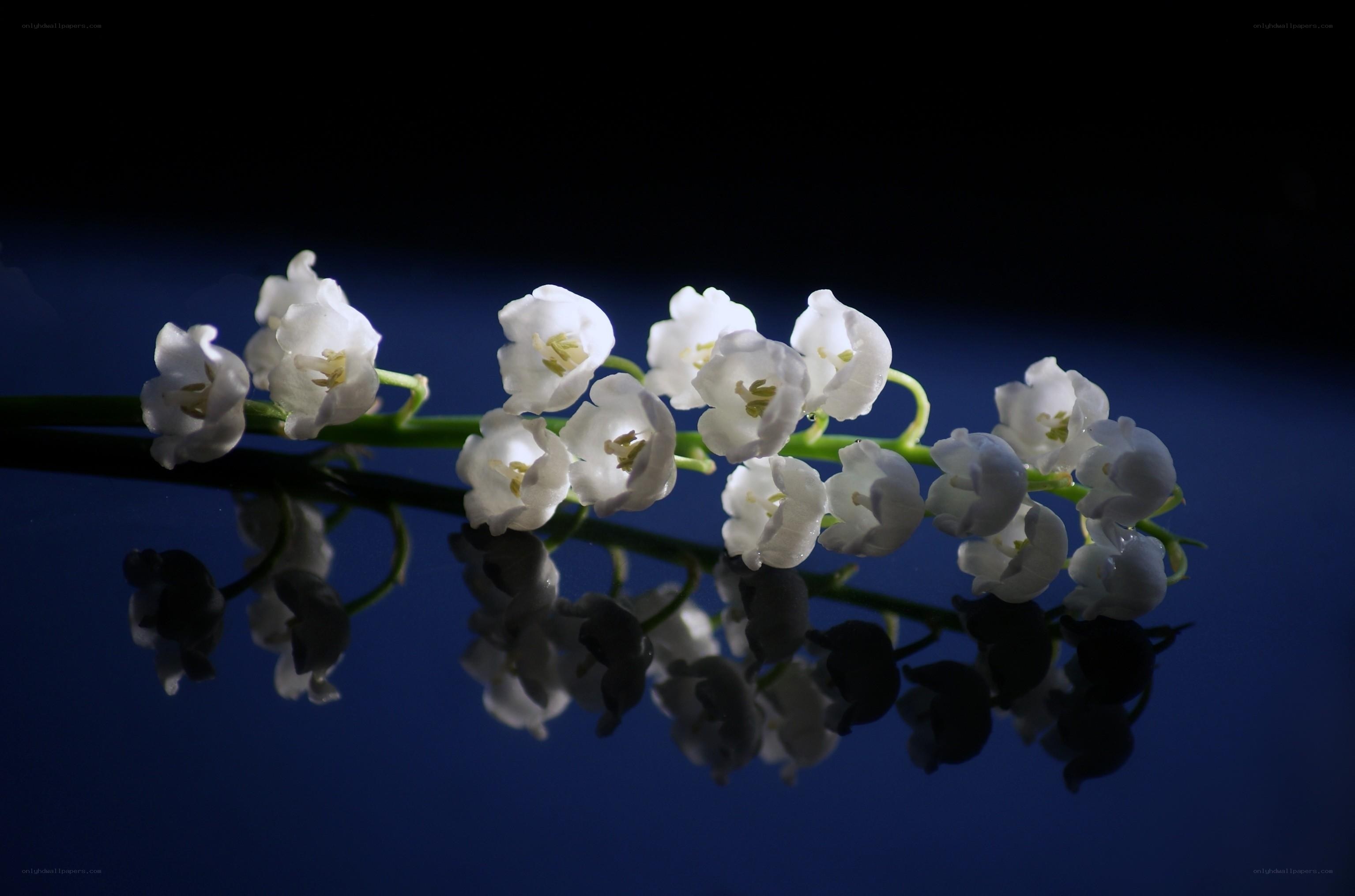 lily of the valley flowers