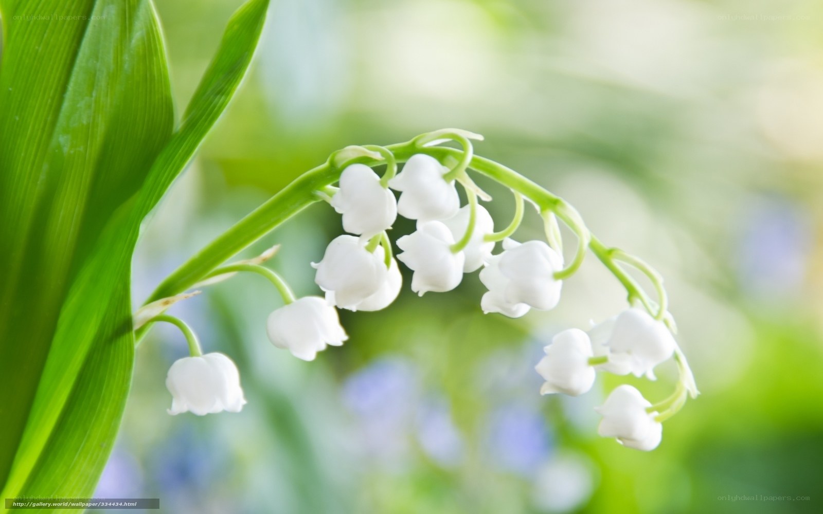 Lily of the valley flowers