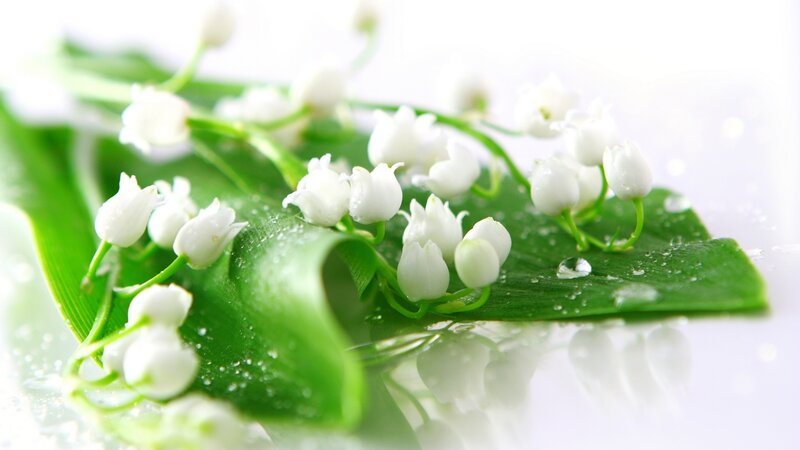 Lily of the valley flowers
