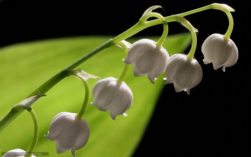 Lily of the valley flowers