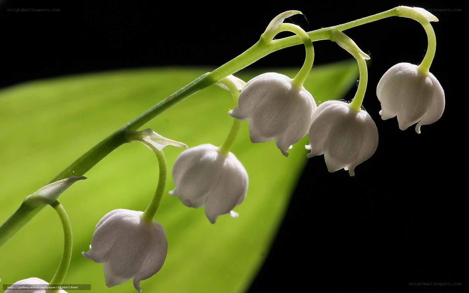 Lily of the valley flowers