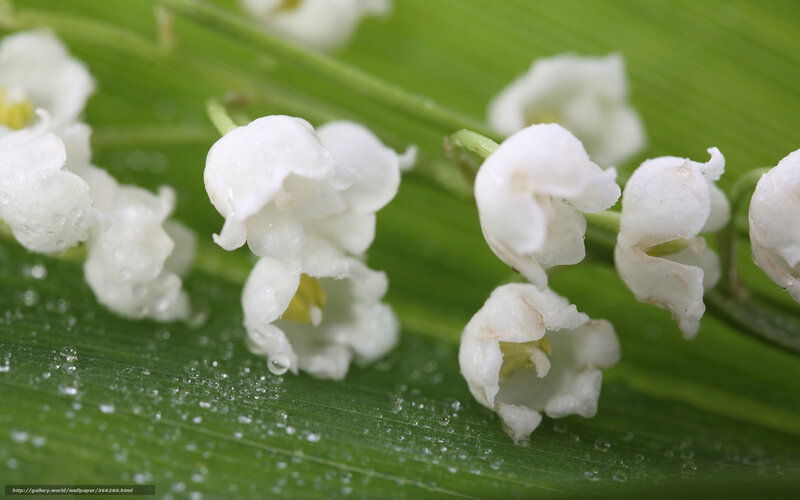 Lily of the valley flowers