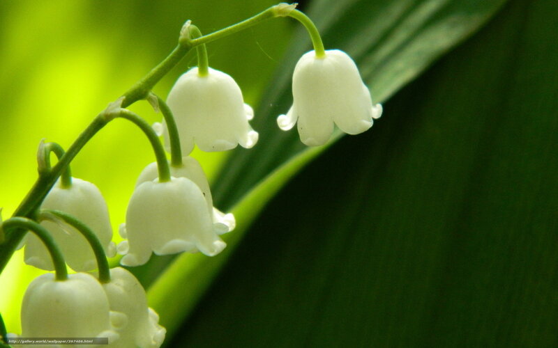 Lily of the valley flowers