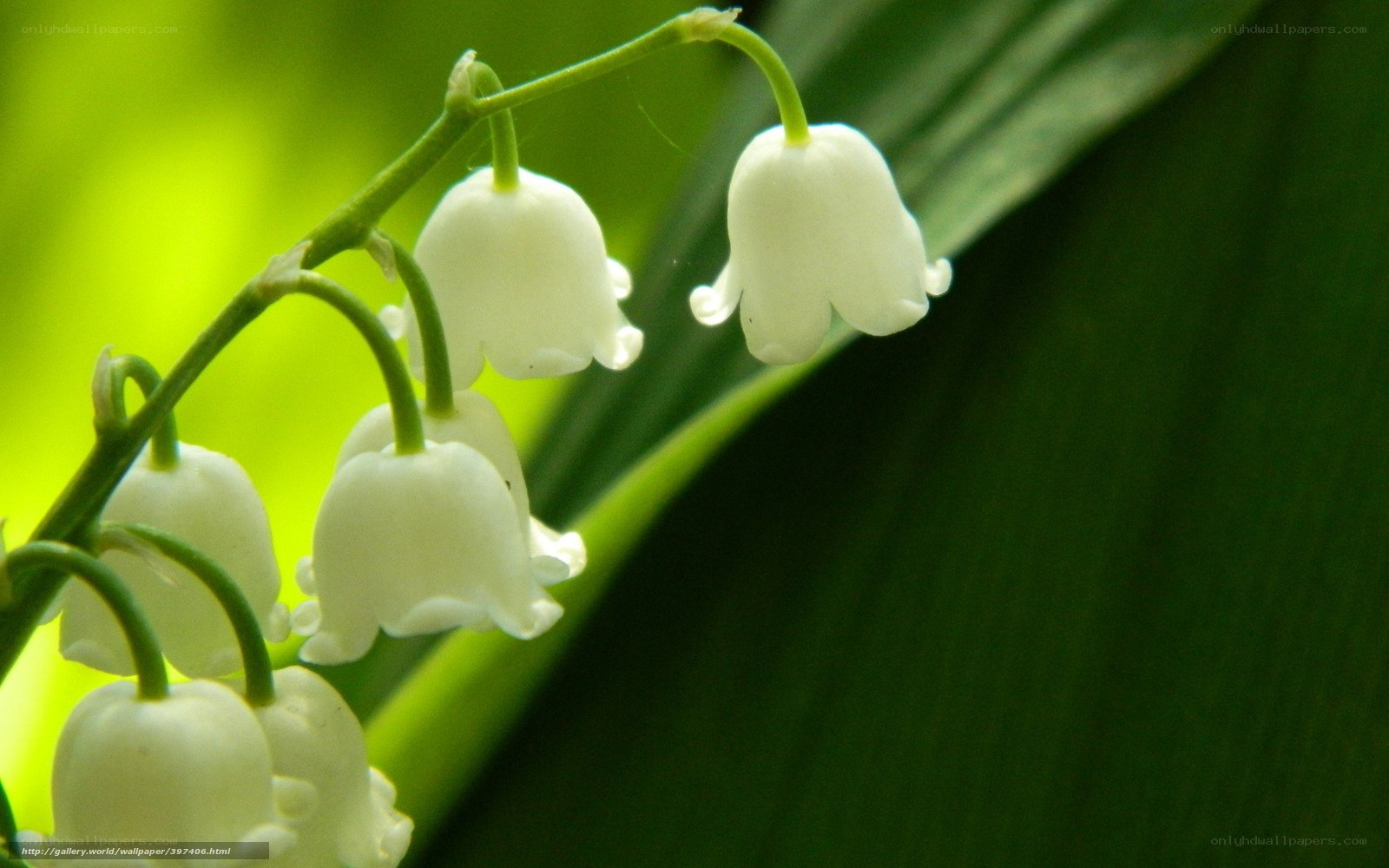 Lily of the valley flowers