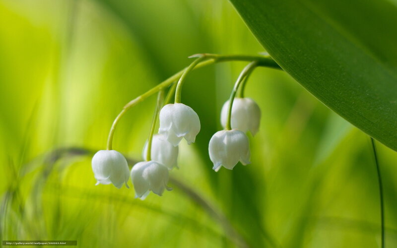 Lily of the valley flowers