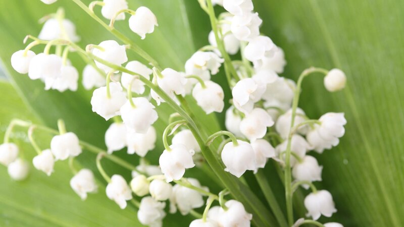 Lily of the valley flowers