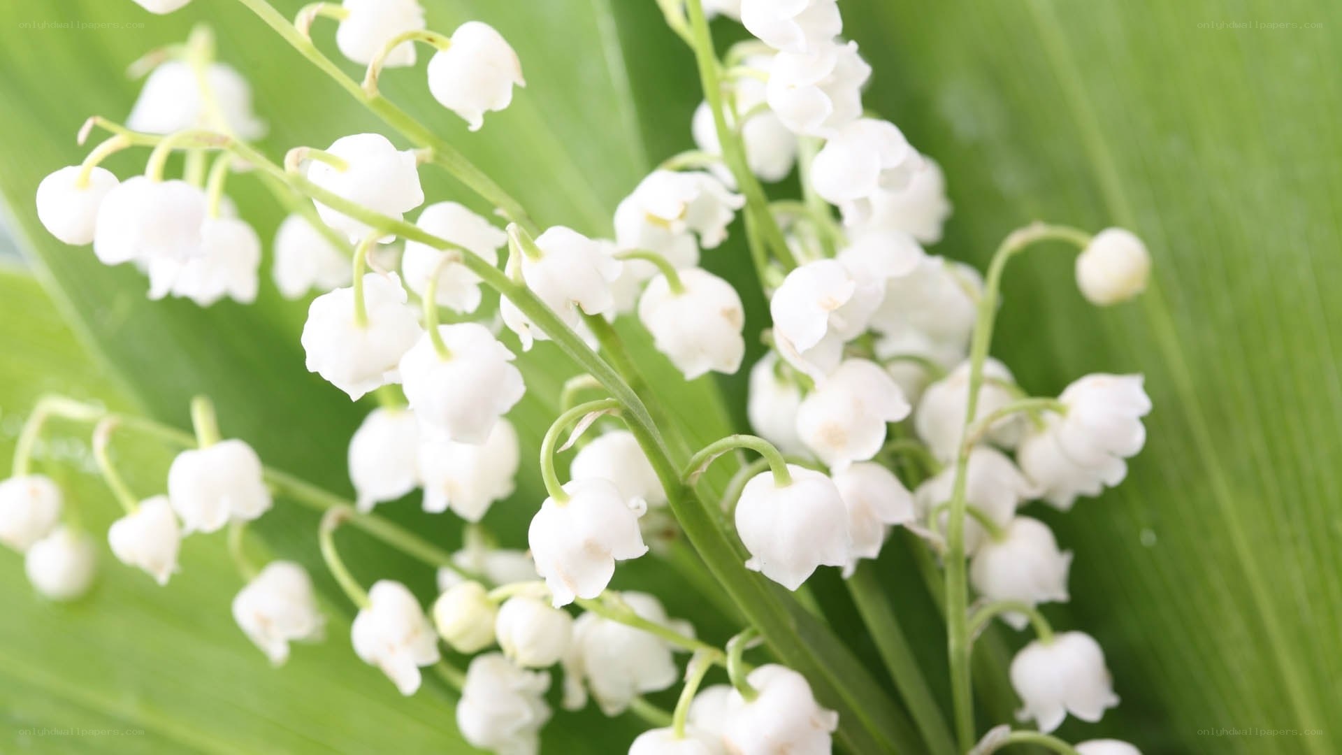 Lily of the valley flowers